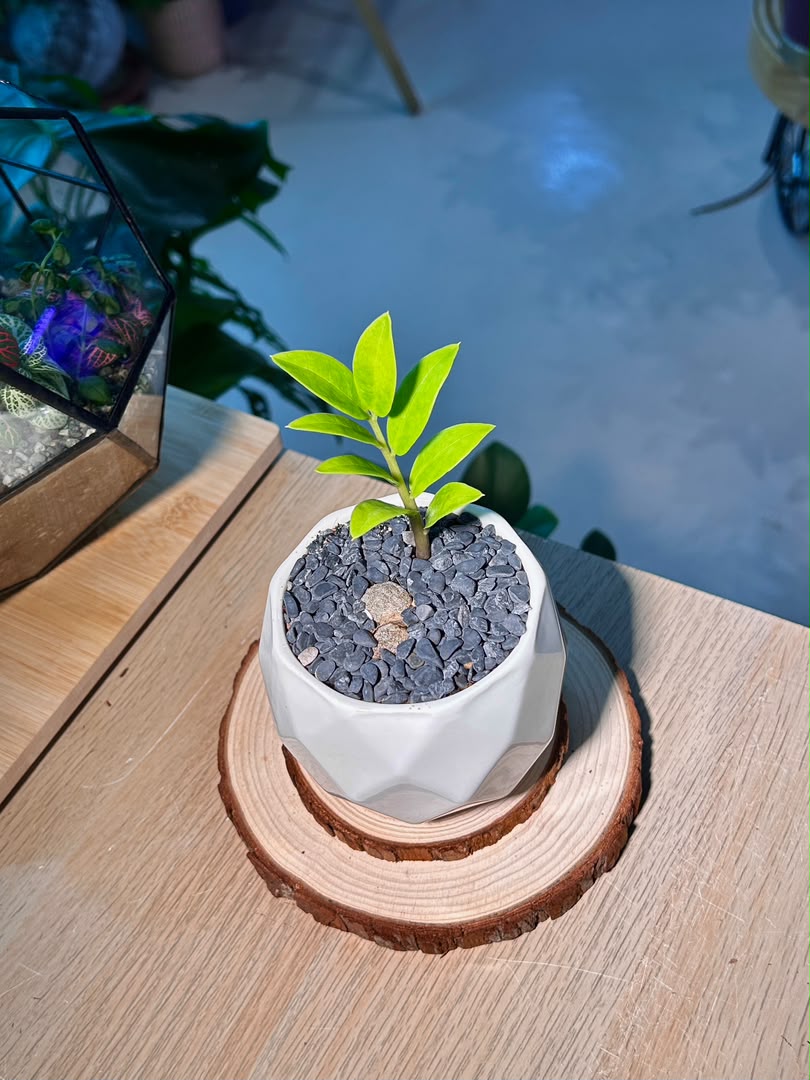 Baby Money Plant (金钱树) Zamioculcas Zamiifolia in Geometric Ceramic Pot