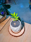 Baby Money Plant (金钱树) Zamioculcas Zamiifolia in Geometric Ceramic Pot