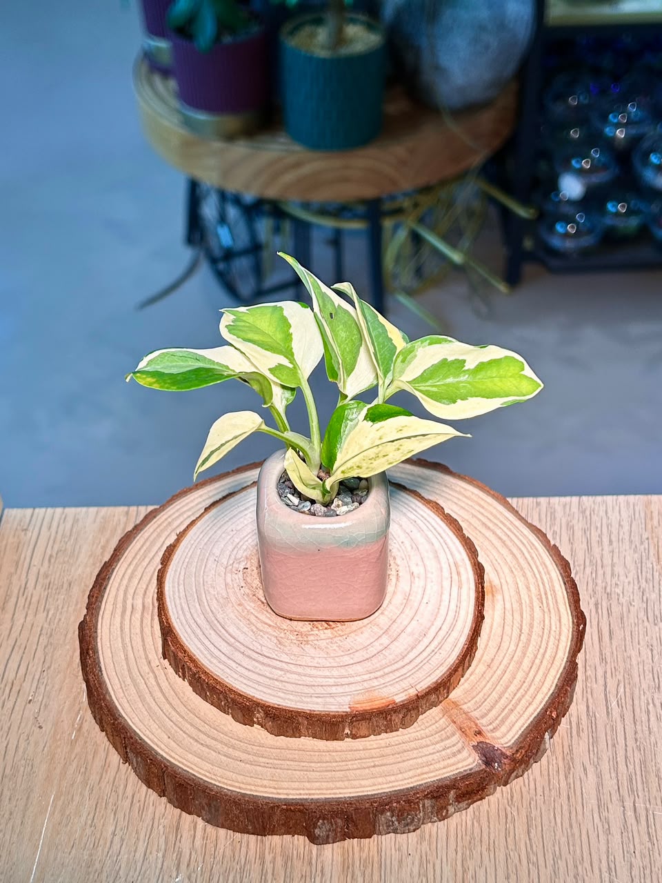 Pothos Njoy (绿萝) Epipremnum Aureum ‘N’Joy’ in Textured Glazed Ceramic Pot