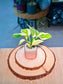 Pothos Njoy (绿萝) Epipremnum Aureum ‘N’Joy’ in Textured Glazed Ceramic Pot