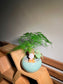 Fittonia with Asparagus Fern Arrangement in Round Ceramic Pot
