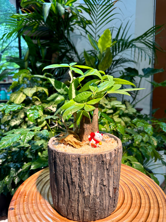 Pachira Aquatica in Tree Stump Deisgner Pot (aka Money Tree)