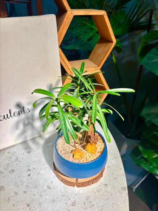 Podocarpus Seedlings in Blue Pot 🧞‍♂️