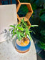 Podocarpus Seedlings in Blue Pot 🧞‍♂️