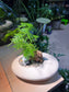 Asparagus Fern in White Stone Faux Pot
