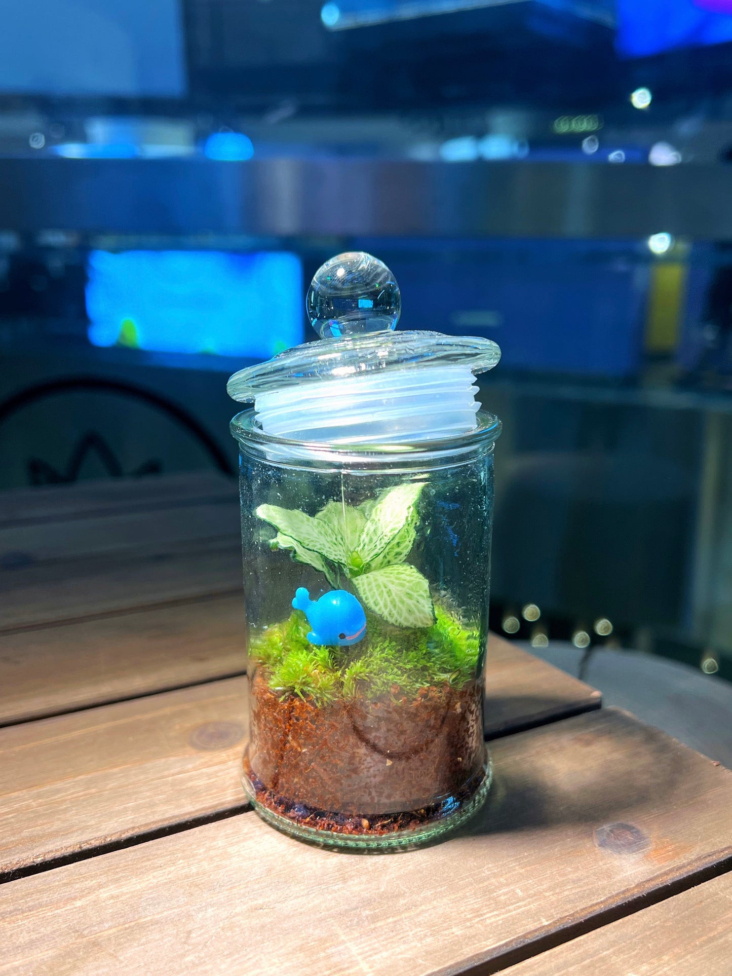 Fittonia with Moss Arrangement in Terrarium Jar