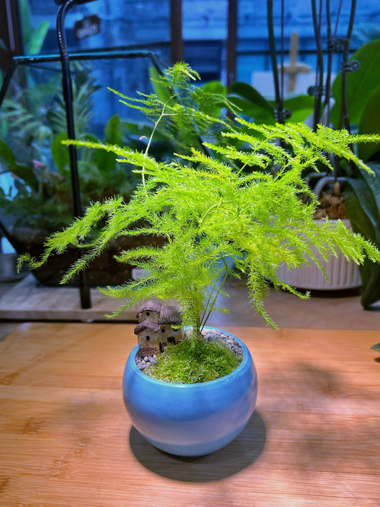 Asparagus Fern with Moss Arrangement in Sea Blue Ceramic Pot