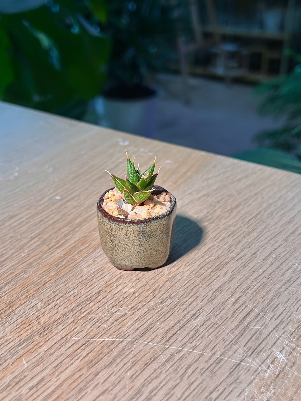 Haworthia (十二卷) Haworthia Limifolia in Textured Ceramic Pot