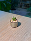Haworthia (十二卷) Haworthia Limifolia in Textured Ceramic Pot