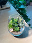 Succulent Terrarium in Tall Crystal Glass
