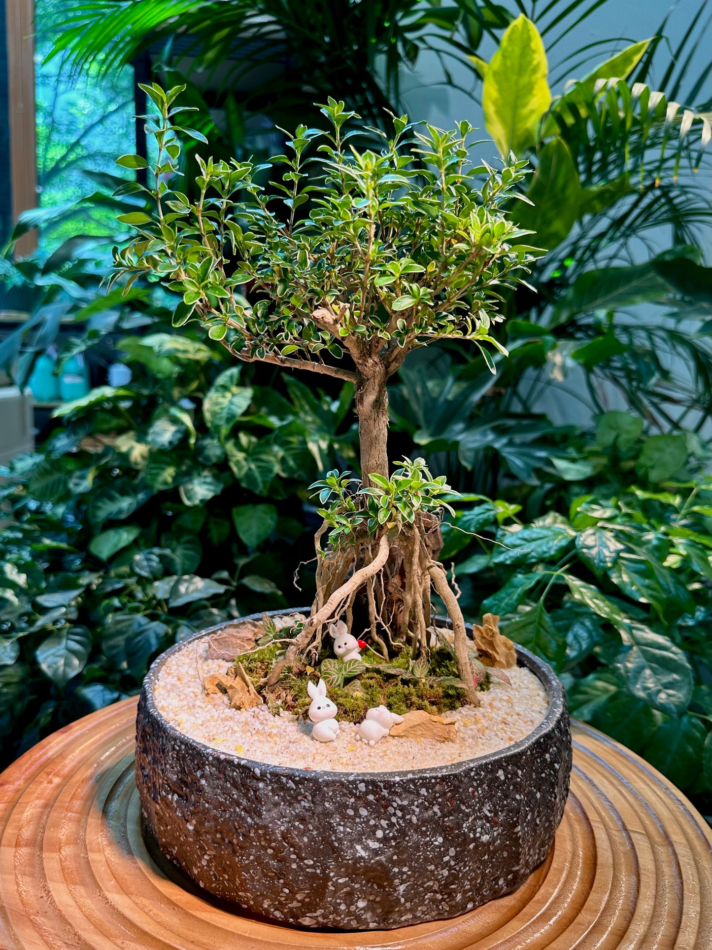 Serissa Ginseng Bonsai in Designer Pot