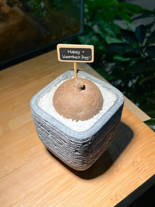 Stephania in Zen Grey Ceramic Pot