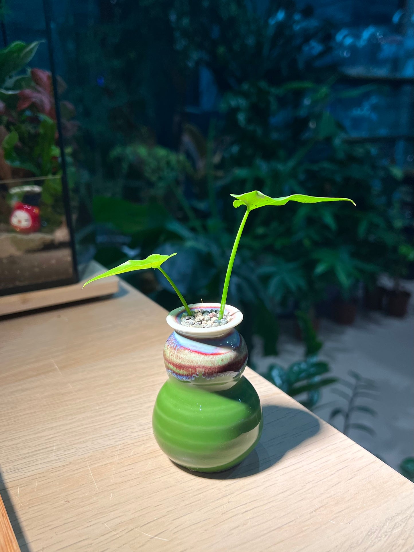 Philodendron in Green Textured Ceramic Pot