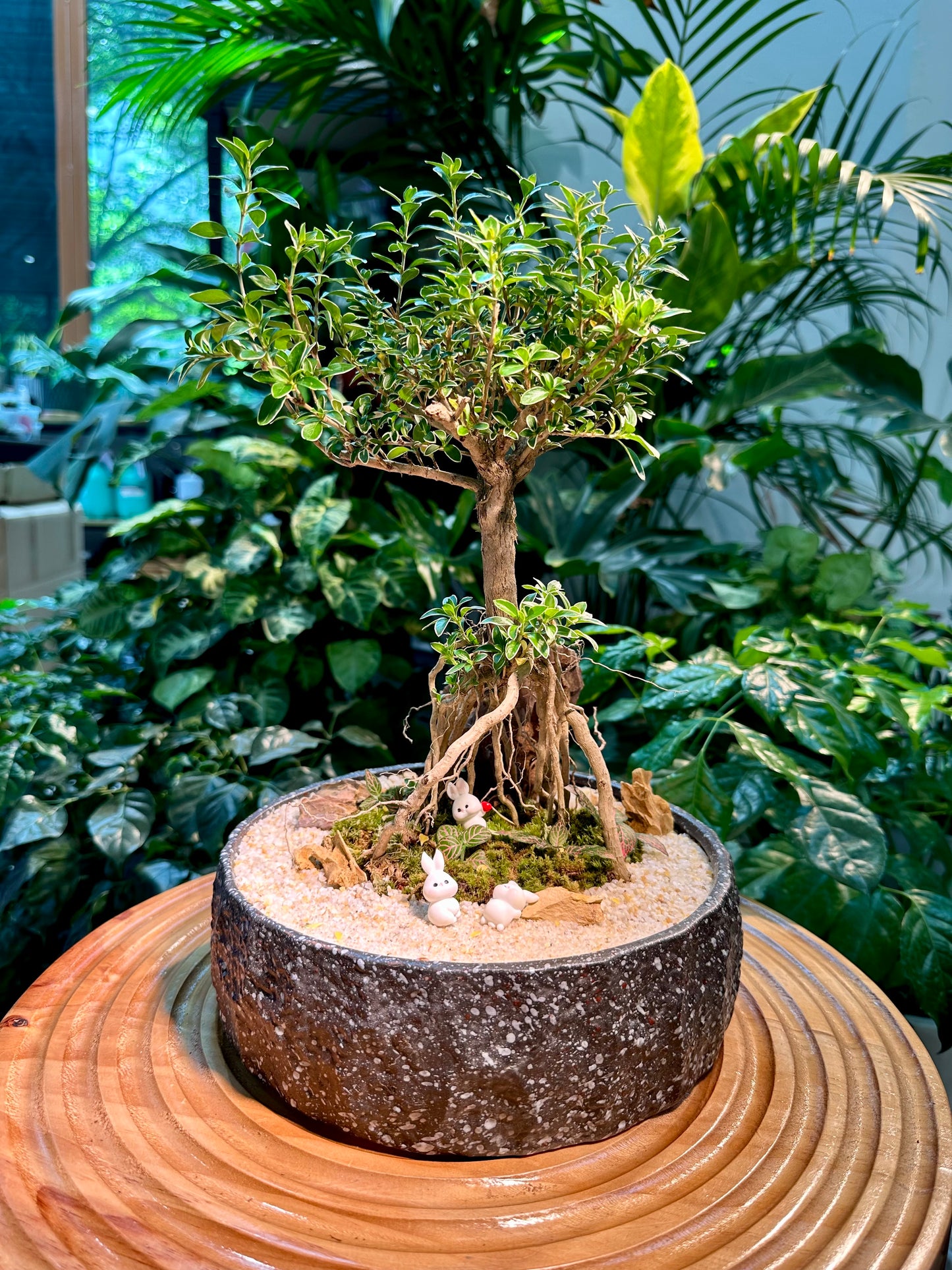 Serissa Ginseng Bonsai in Designer Pot