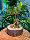 Serissa Ginseng Bonsai in Designer Pot