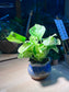 Pothos (Epipremnum Aureum 'Manjula’) in Petal Edge Ceramic Pot