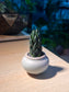 Haworthia Reinwardtii (十二卷) in Round Ceramic Pot