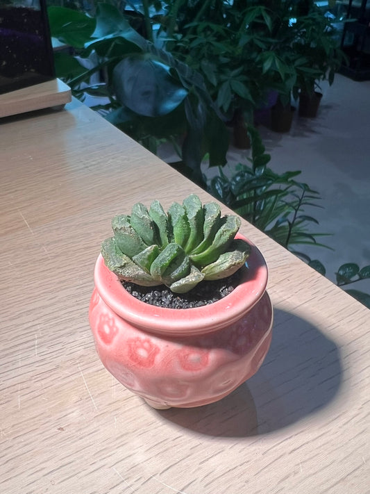Haworthia Truncata in Pinkish Ceramic Pot