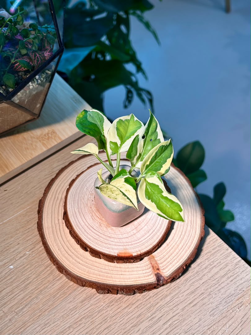 Pothos Njoy (绿萝) Epipremnum Aureum ‘N’Joy’ in Textured Glazed Ceramic Pot