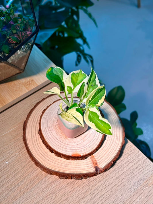 Pothos Njoy (η»Ώθ) Epipremnum Aureum βNβJoyβ in Textured Glazed Ceramic Pot