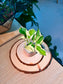 Pothos Njoy (绿萝) Epipremnum Aureum ‘N’Joy’ in Textured Glazed Ceramic Pot