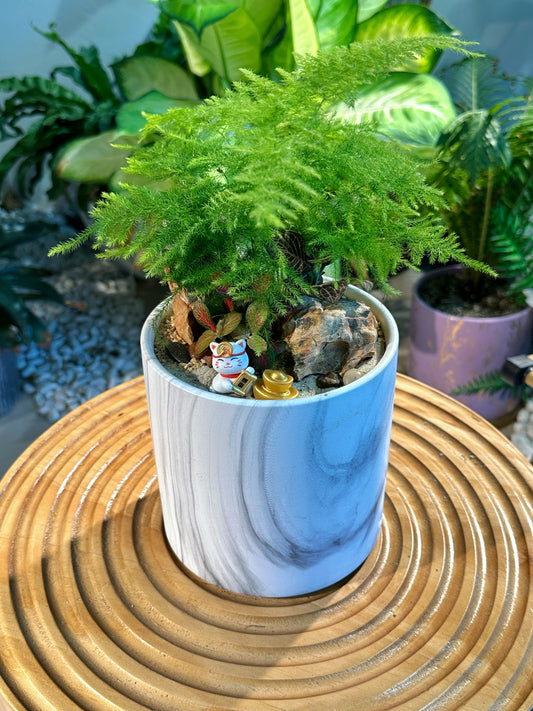 Asparagus Fern Arrangement in Designer Marble Clay Pot