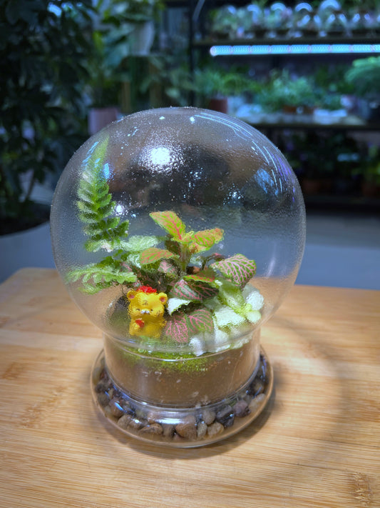 Fittonia and Fern with Moss Arrangement in Dome Glass Terrarium