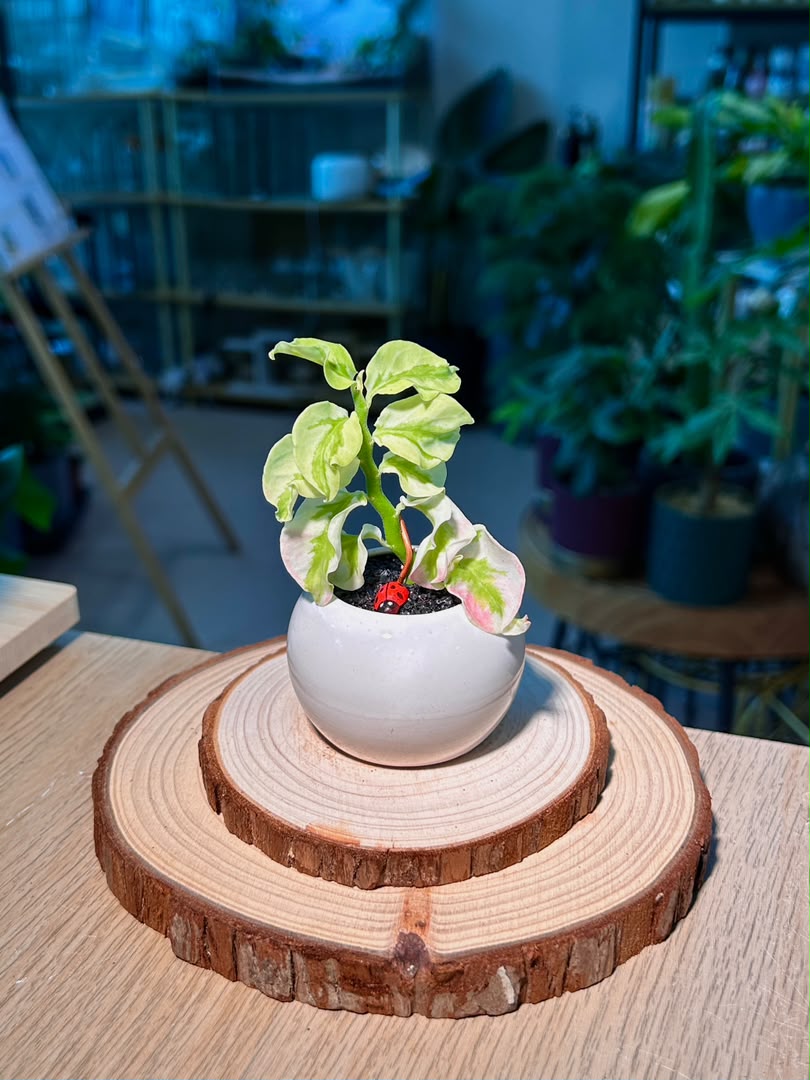 Bird Flower (小鸟花) Euphorbia Tithymaloides in White Glazed Ceramic Pot