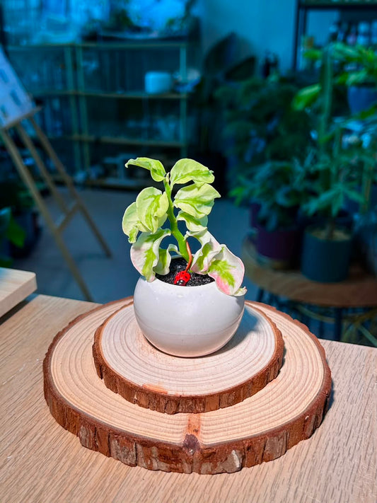 Bird Flower (小鸟花) Euphorbia Tithymaloides in White Glazed Ceramic Pot