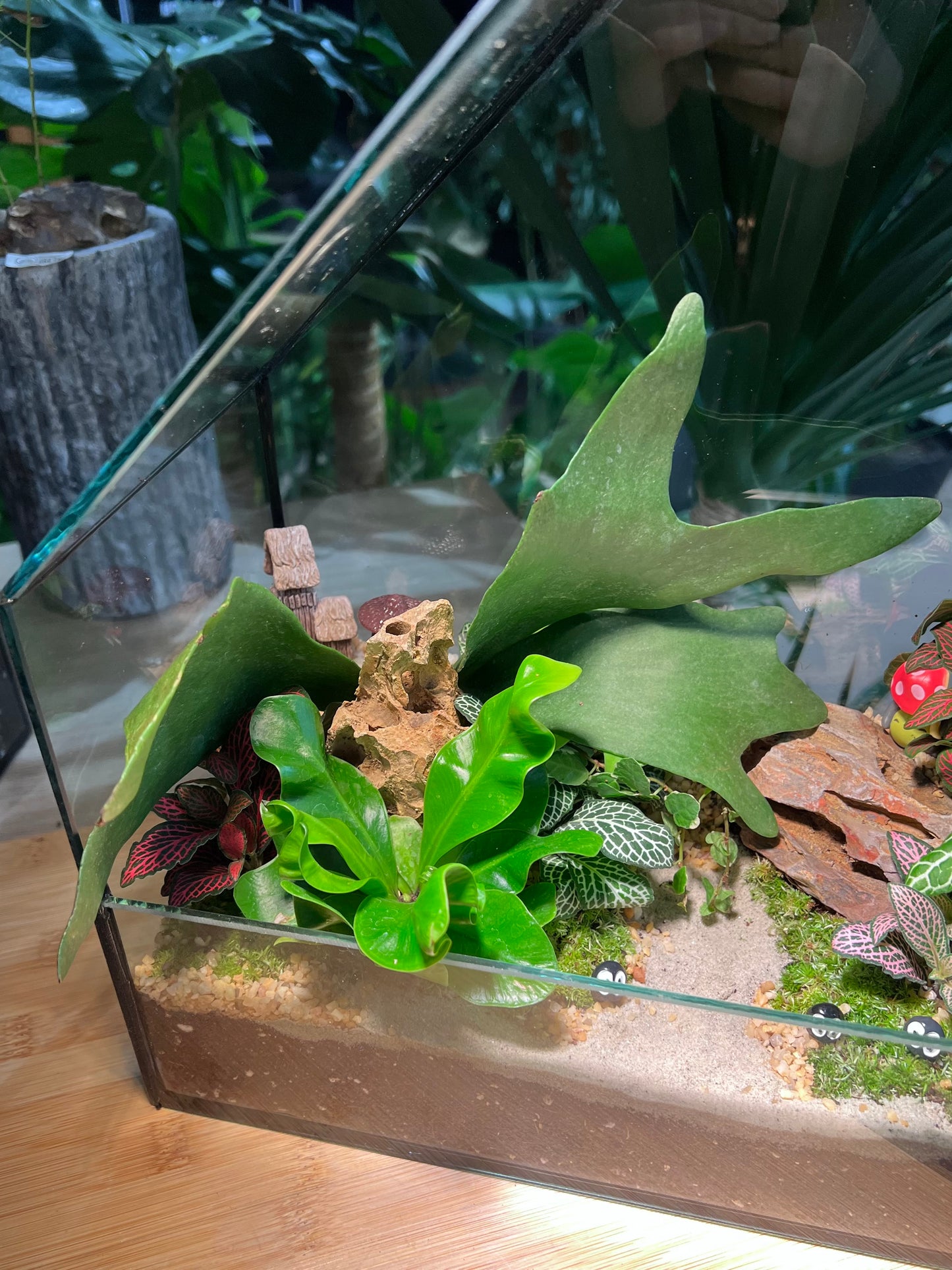 Fittonia, Ficus Pumila, Staghorn Fern, Bird Nest Fern and Moss Arrangement in House Shape Aqua Glass