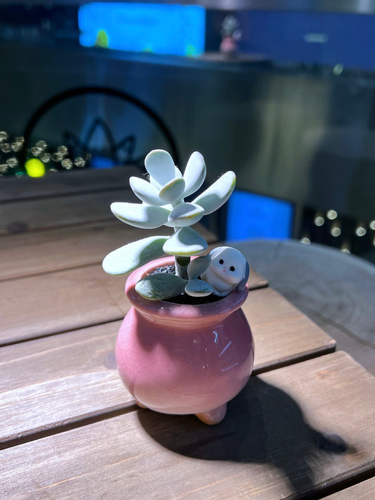 Cotyledon Orbiculata in Glazed Ceramic Pot