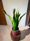 Snake Plant (虎尾兰) in Red Textured Pot