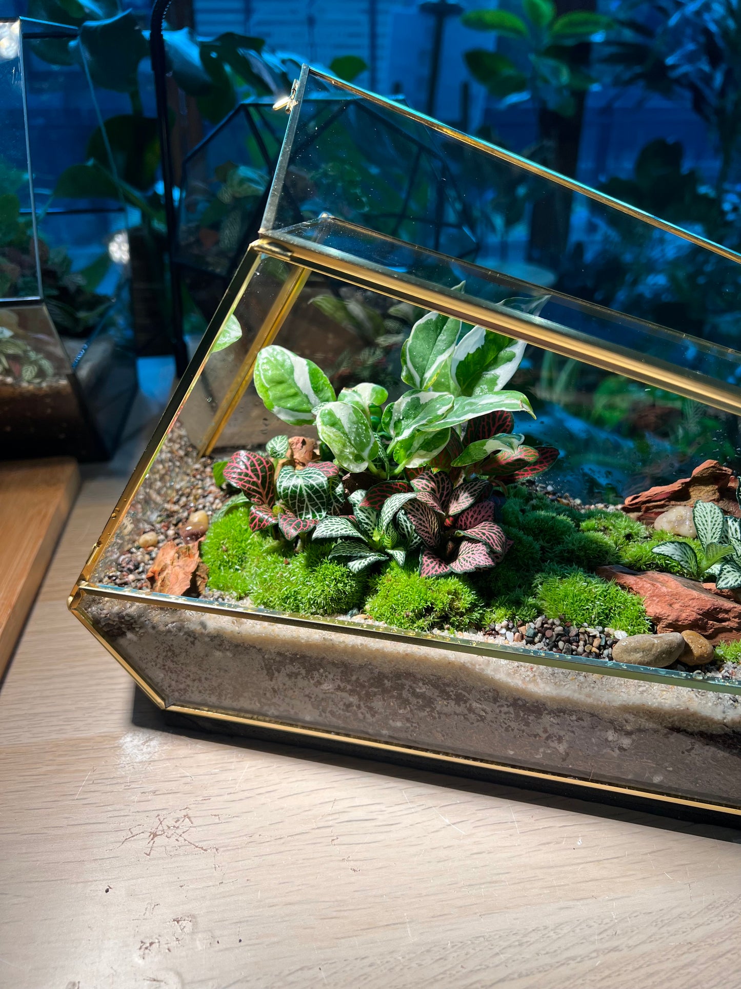 Indoor Plant Terrarium in Polygonal Glass