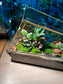 Indoor Plant Terrarium in Polygonal Glass