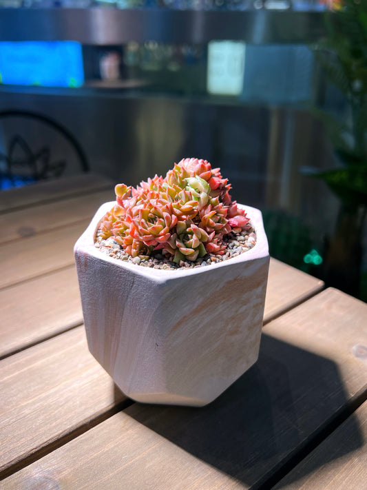 Echeveria Elegans in Hexagon Designed Pot