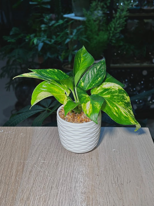 Golden Pothos (η»Ώθ) Epipremnum Aureum in White Textured Wave Ceramic Pot