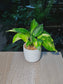 Golden Pothos (绿萝) Epipremnum Aureum in White Textured Wave Ceramic Pot