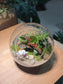 CNY Theme - Fittonia and Fern with Moss Arrangement in Round Glass Terrarium