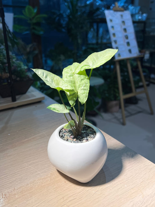 Syngonium (εζθ) in Triangular Base Ceramic Pot