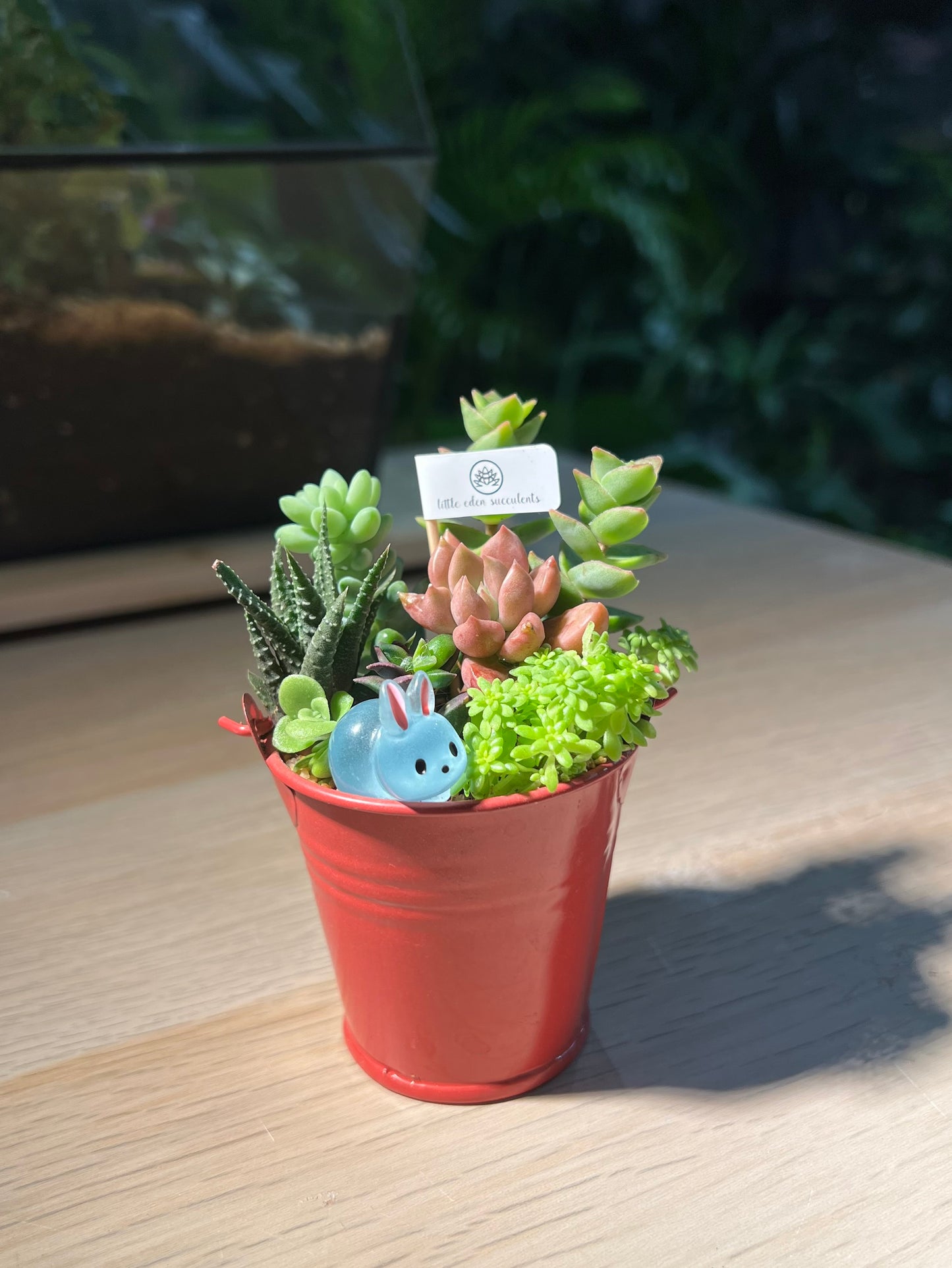 Succulent Arrangement in Pail Terrarium