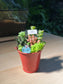 Succulent Arrangement in Pail Terrarium