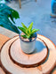 Aloe Juvenna (Haworthia) in Ceramic Pot