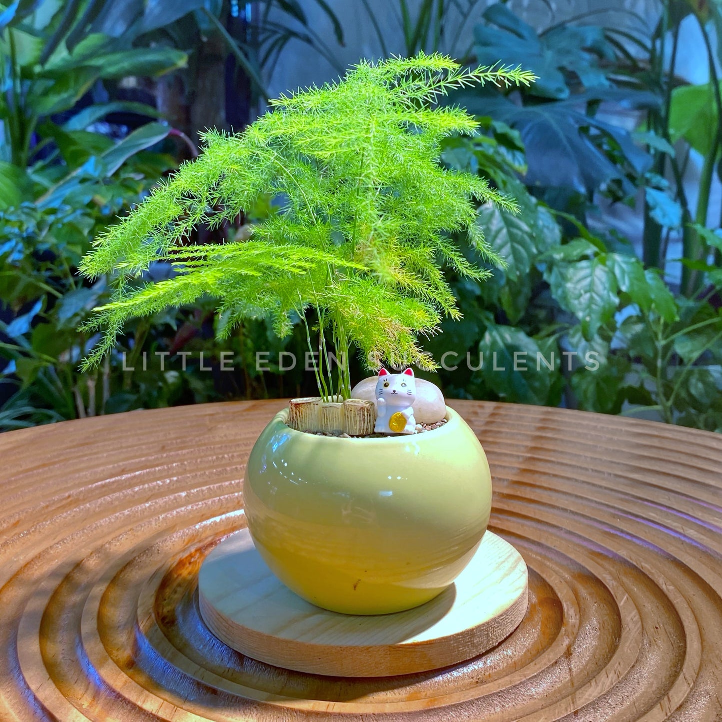 Asparagus Fern in Green Ceramic Pot