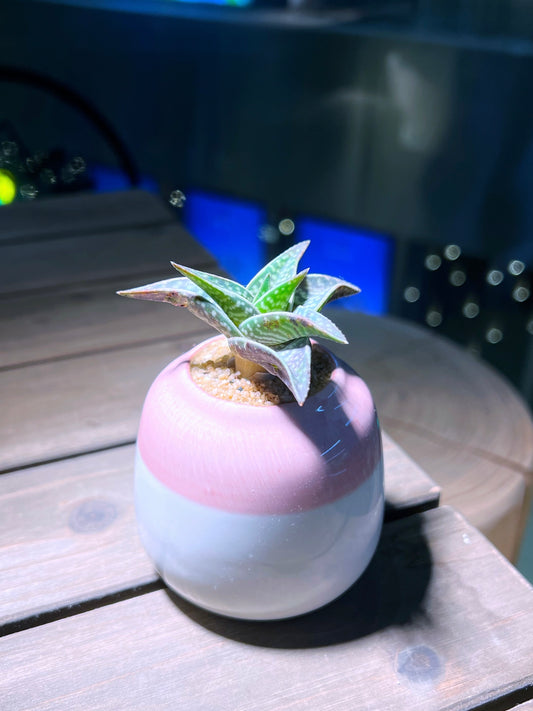 Aloe Variegated In Bicolor Round Ceramic Pot