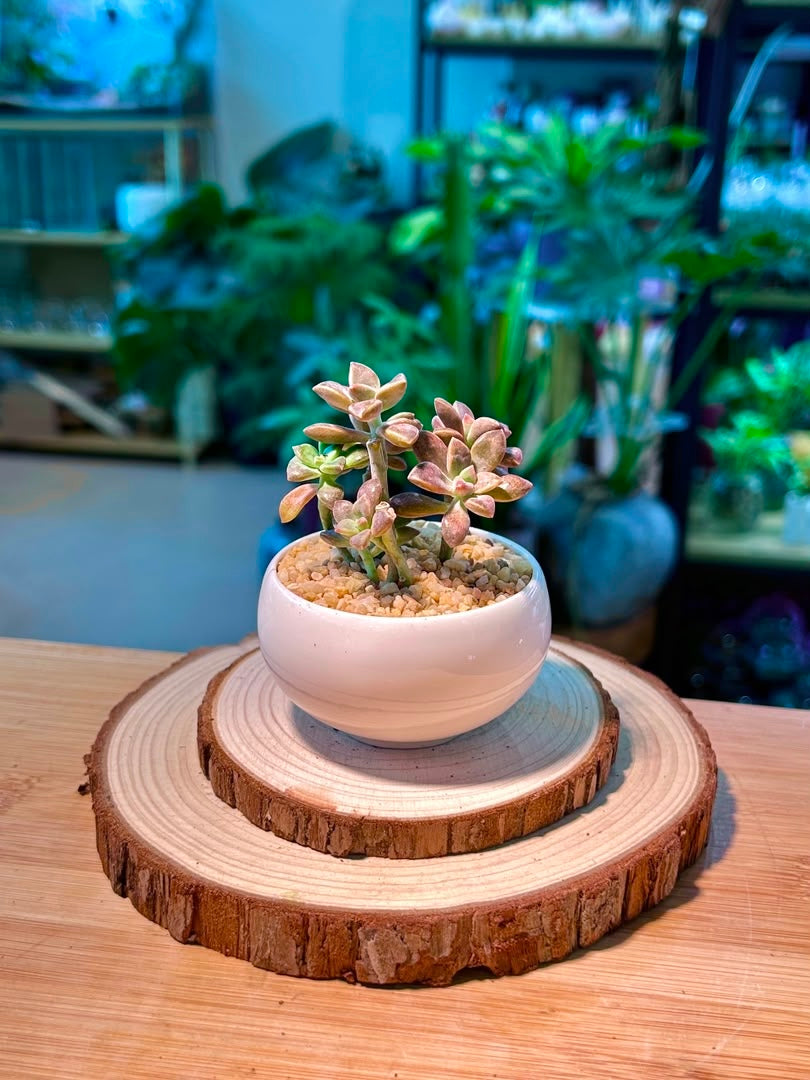 Alpenglow Graptosedum (霞光景天) in Glazed Ceramic Pot