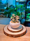 Alpenglow Graptosedum (霞光景天) in Glazed Ceramic Pot