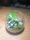 Fittonia with Moss Arrangement in Crystal Glass