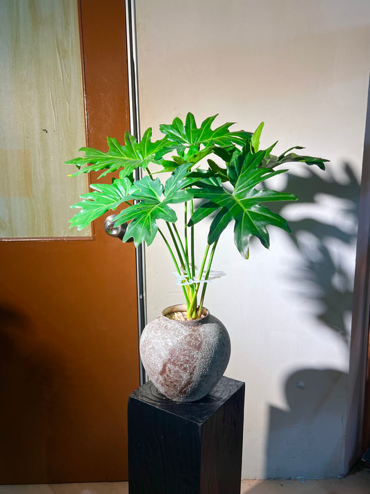 Philodendron Selloum in Ceramic Pot