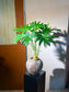 Philodendron Selloum in Ceramic Pot