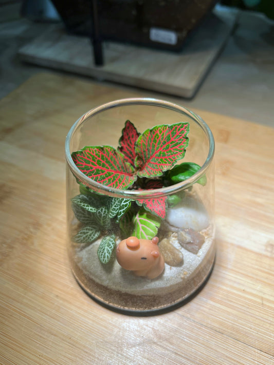 Fittonia Arrangement in Fuji Terrarium